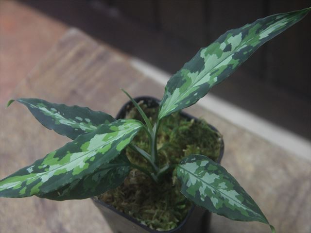 Aglaonema picutum  Aceh Sumatera【LA0121-01z-b】