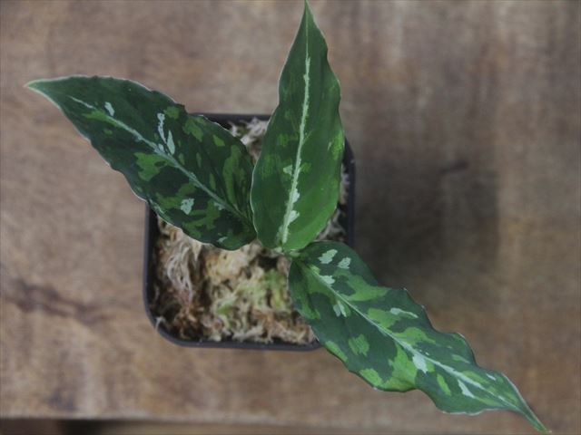 Aglaonema picutum  