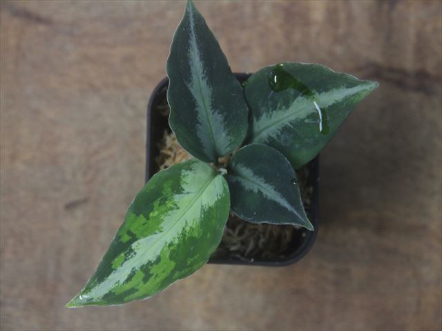Aglaonema pictum  