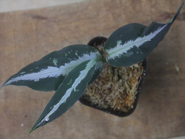 Aglaonema pictum 