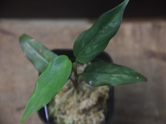 Aglaonema vittatum from Pulau Lingga【HW0622-03】
