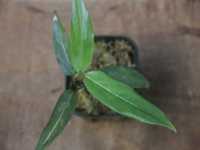 Aglaonema vittatum from Pulau Lingga【HW0622-03】
