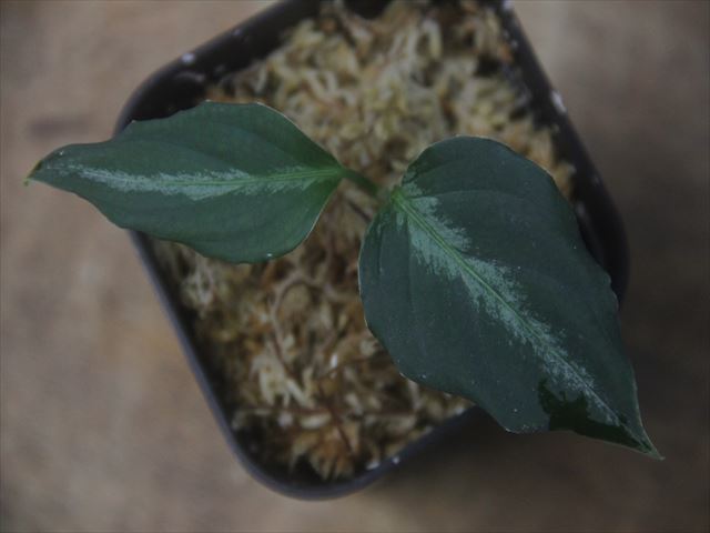 Aglaonema pictum 