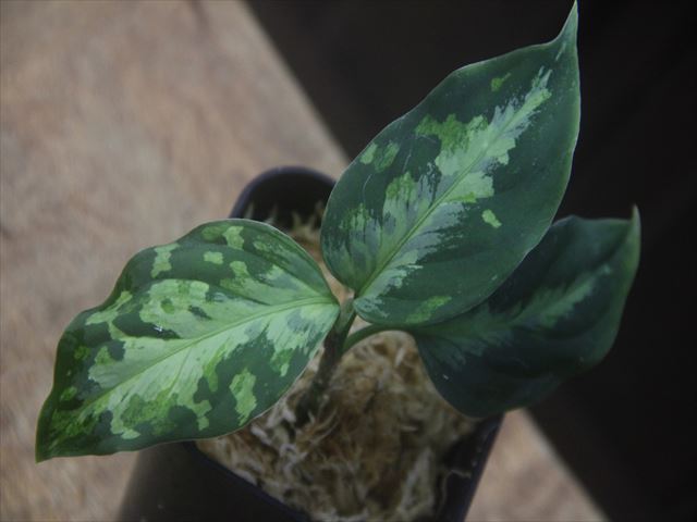 Aglaonema picutum multicolor 