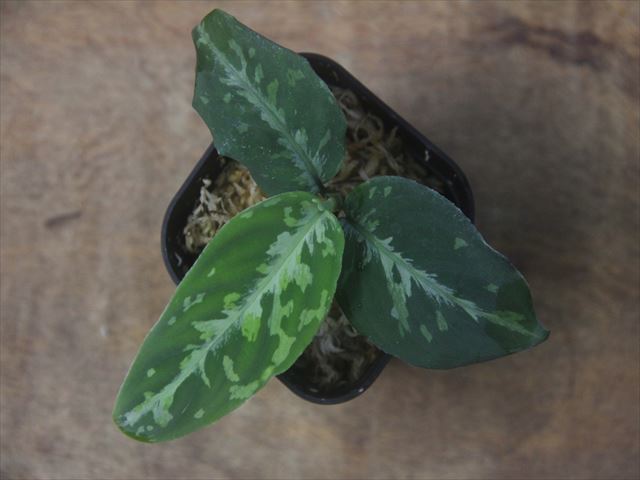 Aglaonema pictum  
