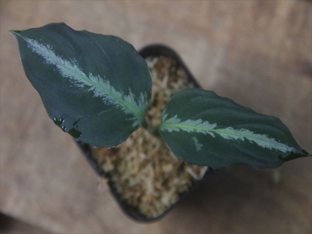 Aglaonema pictum 