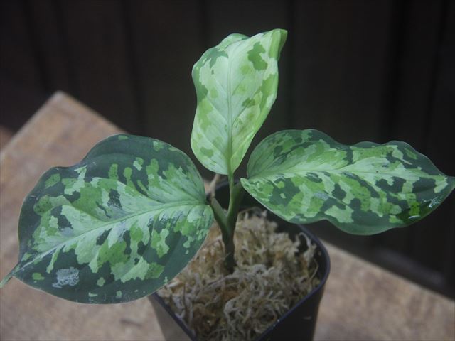 Aglaonema picutum multicolor 
