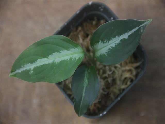 Aglaonema pictum 