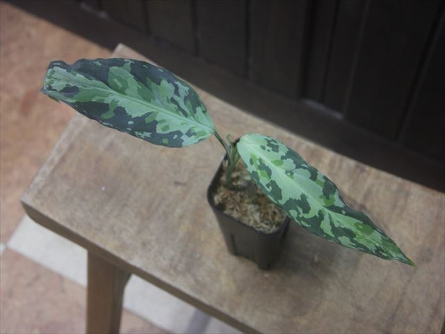 Aglaonema pictum 