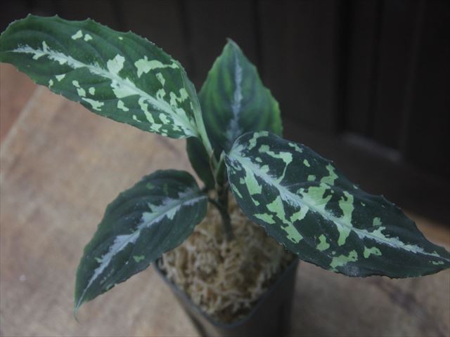 Aglaonema picutum tricolor 