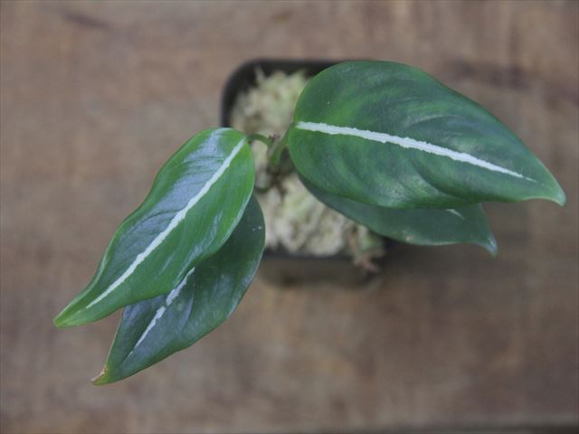 Aglaonema vittatum from Pulau Lingga【HW0622-02】