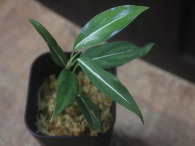 Aglaonema vittatum from Pulau Lingga【HW0622-02】
