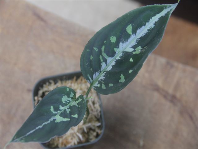 Aglaonema pictum 