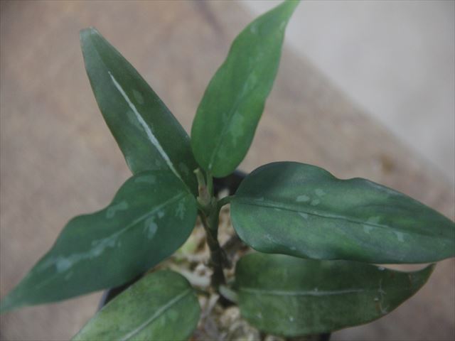 Aglaonema vittatum from Pulau Lingga【HW0622-03】