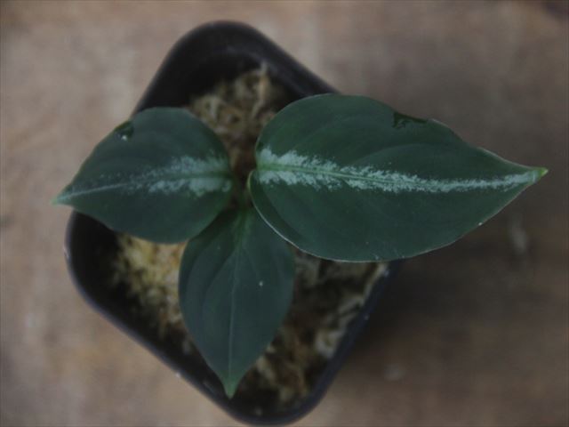 Aglaonema pictum 