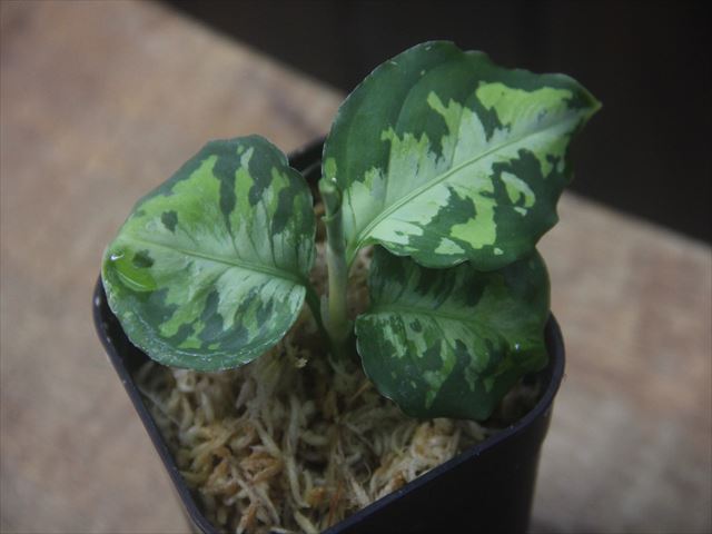 Aglaonema picutum  