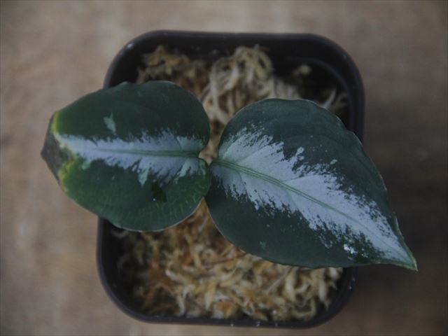 Aglaonema pictum 