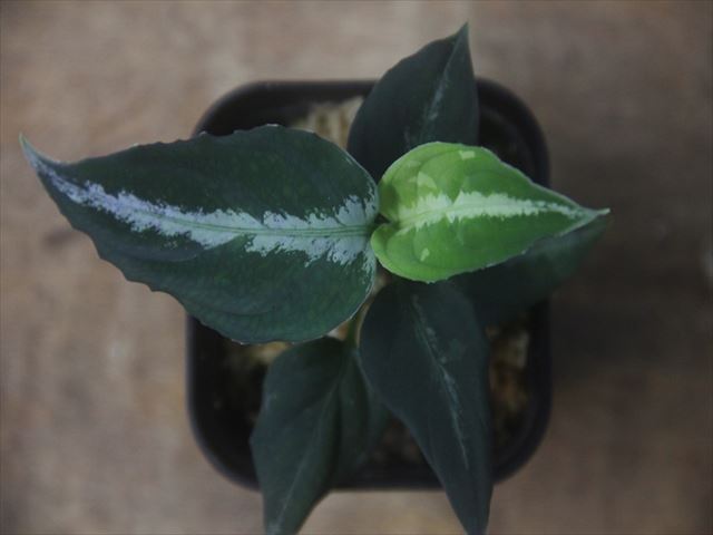 Aglaonema pictum 