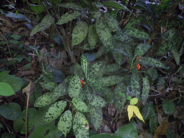 Aglaonema pictum 