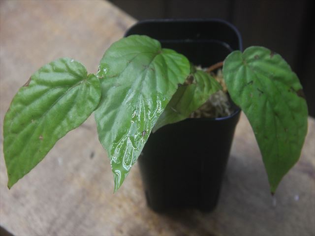 Begonia sp.   from Bukitinggi【AZ1123-11】