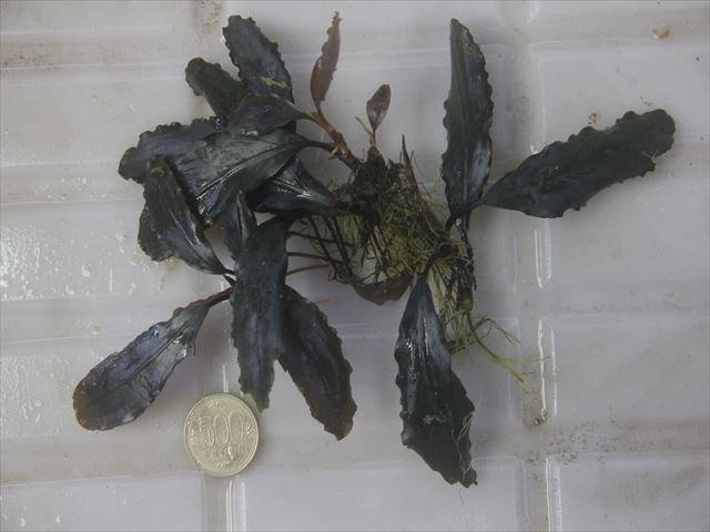 Bucephalandra sp. 