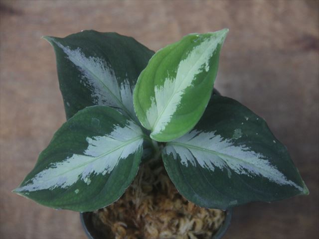  Aglaonema picutum multicolor 
