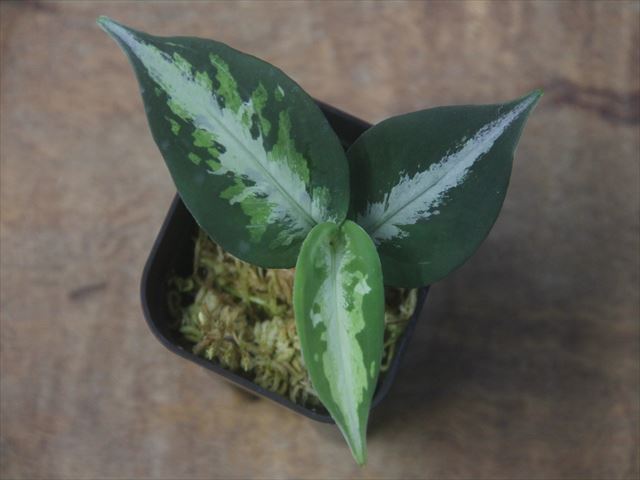  Aglaonema picutum tricolor from Tigalingga【HW0818-XG】