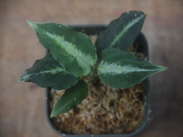  Aglaonema picutum multicolor 