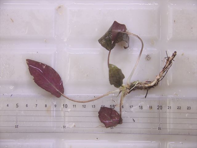 Cryptocoryne striolata ID-240911-4 Landak KAL-BAR