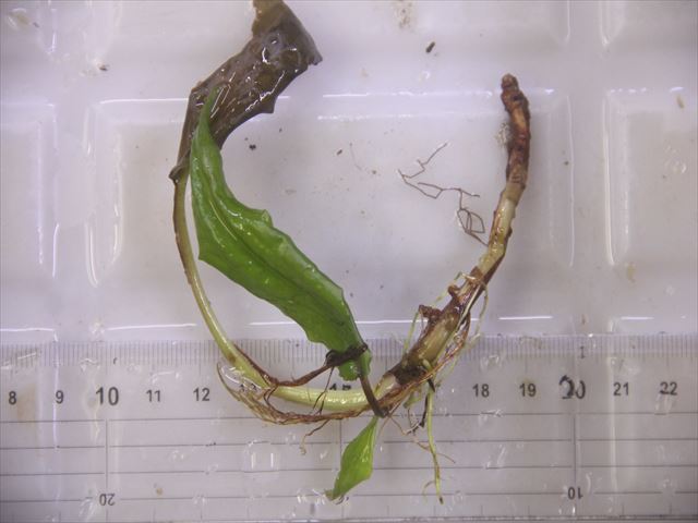 Cryptocoryne keei ID-240911-3 Landak KAL-BAR