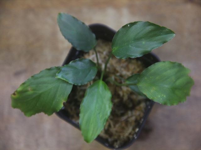 Furutadoa sumatrensis from Lubuklinggau【AZ1123-8a】