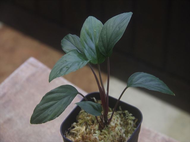 Homalomena sp. 