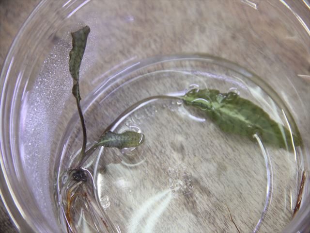 Cryptocoryne nurii 