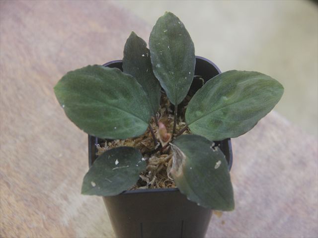 Homalomena sp. 