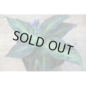 画像: Aglaonema pictum"RGM"JCS-c from Sumatra barat【AZ0514-5a】