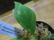 画像3: Homalomena sp. 竜鱗 from Riau Sumatera LA0815-02