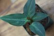 画像1: Aglaonema pictum bicolor Yggdrasil from Aceh Sumatera 【LA0514-03】