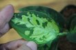 画像2: Aglaonema pictum multicolor 夏月（13冬） from Sibolga Timur 【AZ0913-3】