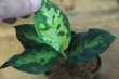 画像1: Aglaonema pictum multicolor 夏月（13冬） from Sibolga Timur 【AZ0913-3】