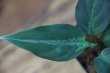 画像2: Aglaonema pictum bicolor Yggdrasil from Aceh Sumatera 【LA0514-03】