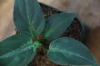 画像3: Aglaonema pictum bicolor Yggdrasil from Aceh Sumatera 【LA0514-03】
