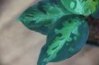 画像3: Aglaonema pictum multicolor 夏月（13冬） from Sibolga Timur 【AZ0913-3】