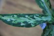 画像3: Aglaonema pictum mlticolor JCS-B from Sumatara Barat 【AZ1212-1】