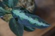 画像3: Aglaonema pictum”マルチナロー”JCS-ｃ from Sumatra Barat【AZ0413-2c】