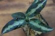 画像1: Aglaonema pictum”マルチナロー”JCS-ｃ from Sumatra Barat【AZ0413-2c】