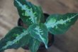 画像1: Aglaonema pictum tricolor C個体 from Sibolga Timur HW0915-06