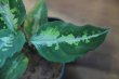 画像3: Aglaonema pictum tricolor C個体 from Sibolga Timur HW0915-06