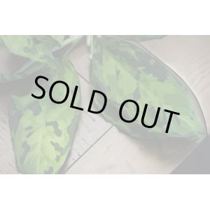 画像: Aglaonema pictum"緑三色DFS"from Sumatera Barat