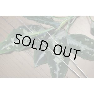 画像: Aglaonema pictum Gold Rush 2 Special class from Sumatera Barat AZ0113-4 
