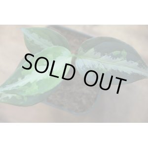 画像: Aglaonema pictum Blue Sky from Pulau Nias AZ0514-9b